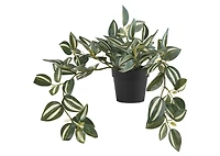 Zebrina Plant Potted