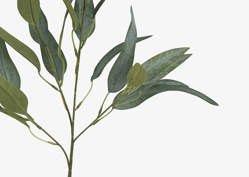 Letty Salix Willow Branch