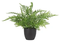 Kady Lace Fern Potted