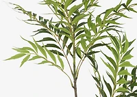 Bryce Bamboo Palm Branch