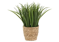 Edyn Grass Potted