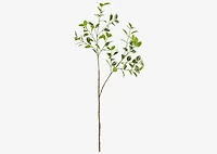 Tegan Variegated Ficus Branch