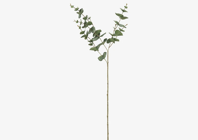 Gibb Eucalyptus Stem