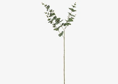 Gibb Eucalyptus Stem