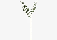 Gibb Eucalyptus Stem