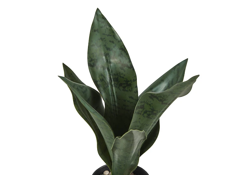 Greer Snake Plant Potted