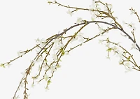 Yuri Forsythia Branch White