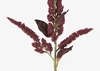 Rumex Stem Red