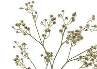 Carissa Blossom Stem Green