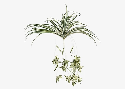 Sidra Spider Plant Branch