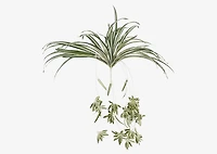 Sidra Spider Plant Branch