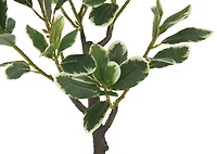 Keyla Japanese Spindle Tree Potted
