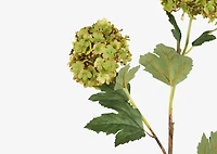 Raylee Snowball Branch Fern