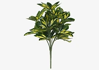 Jolie Schefflera Bunch