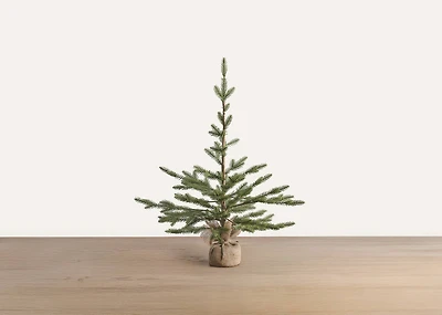 Fernie Tree Potted Small