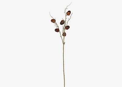 Clem Acorn Branch Brown