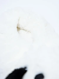 Women's White Dog Slipper