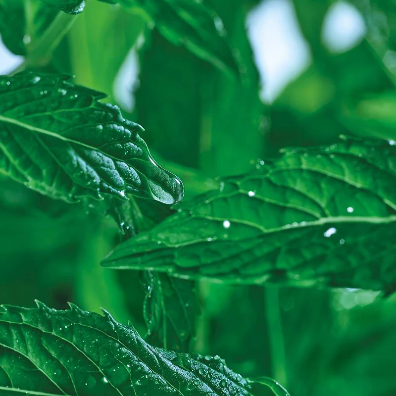 Gel Nettoyant Purifiant - Pure Menthe