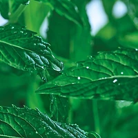 Gel Nettoyant Purifiant - Pure Menthe