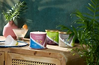 Social Birdie - Melon & Spun Sugar