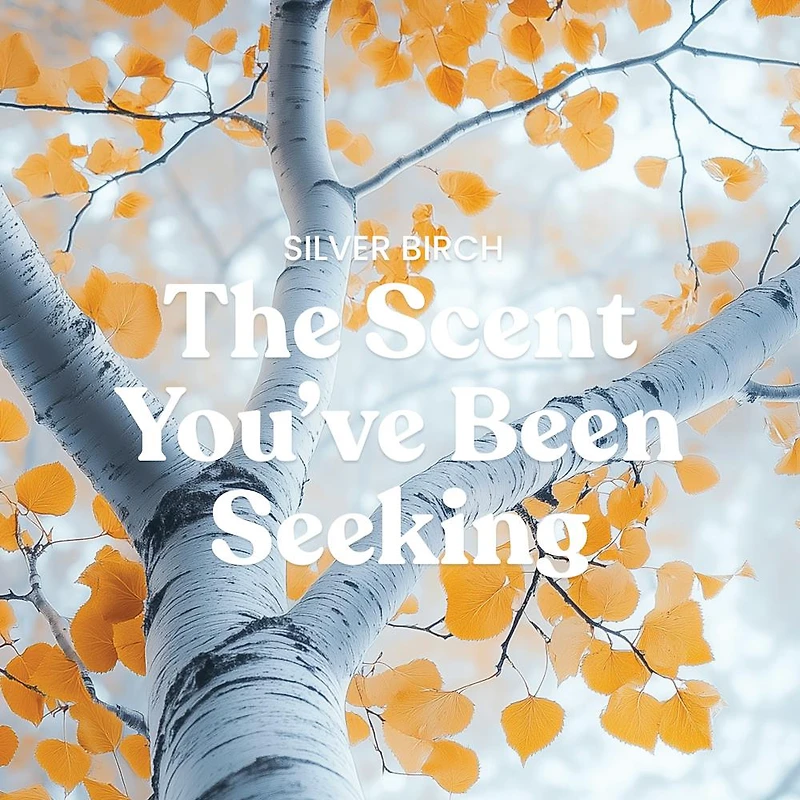 Silver Birch