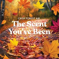 Crisp Forest Air