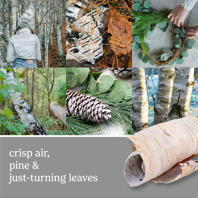 Silver Birch