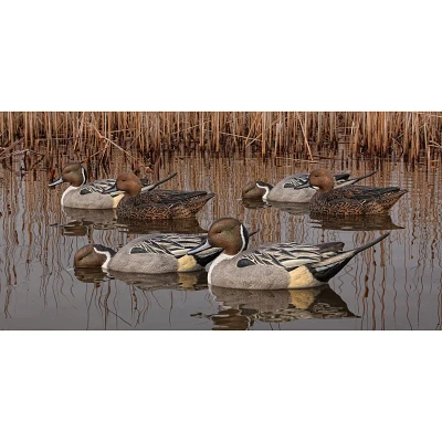 Avian-X Topflight Pintail Duck Decoys 6-Pack                                                                                    