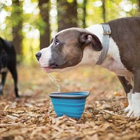 Kurgo Mash N Stash Collapsible Dog Bowl                                                                                         