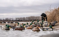 Lifetime Mallard HydroFoam Ultra-light Decoy 6-Pack                                                                             