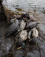 Lifetime Mallard HydroFoam Ultra-light Decoy 6-Pack                                                                             