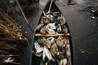 Lifetime Flocked Mallard HydroFoam Ultra-light Decoy 6-Pack                                                                     