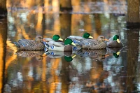 Lifetime Flocked Mallard HydroFoam Ultra-light Decoy 6-Pack                                                                     