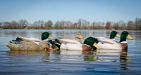 Higdon Outdoors Battleship Mallard Foam Filled Flocked Head 6-Pack                                                              