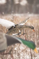 Higdon Clone Mallard Hen Decoy                                                                                                  