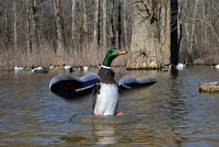 Higdon XS Floating Flasher Mallard Drake Duck 12-Volt Decoy                                                                     