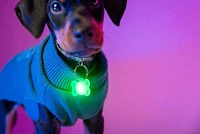 Brightz Pup LED Color Morphing Pet Collar Charms 2-Pack                                                                         