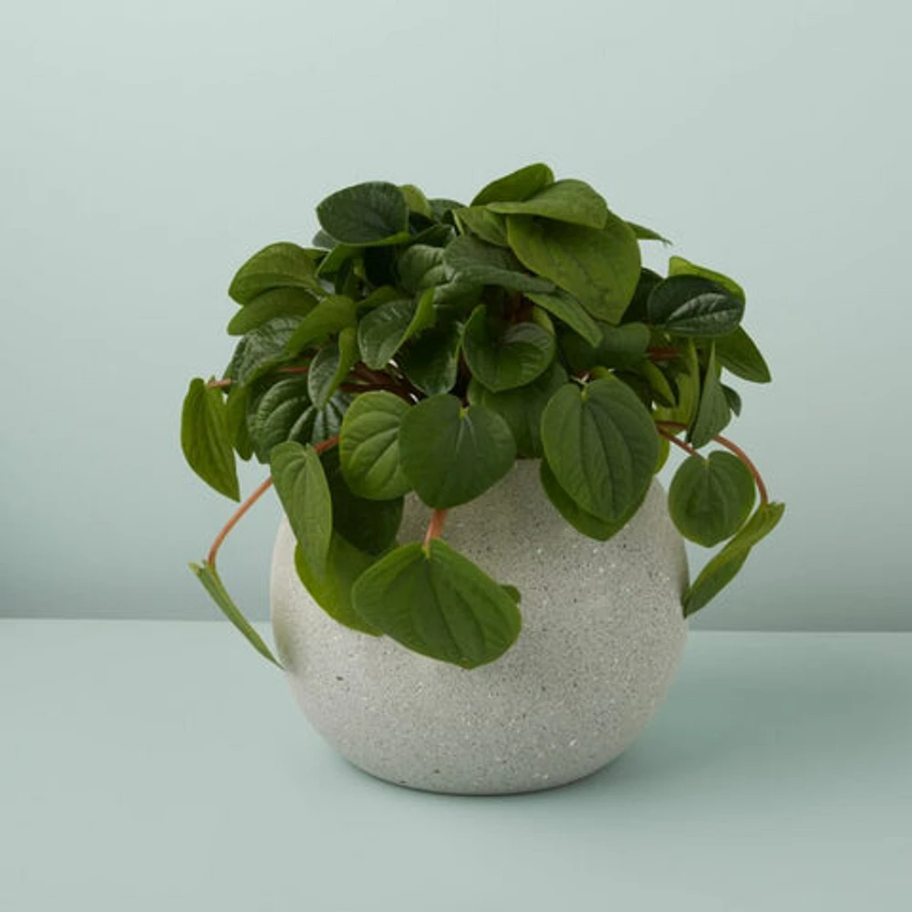 Atallo Cement Planter