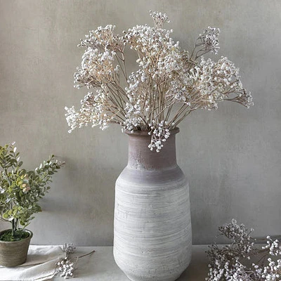 Gypsophilas Stem