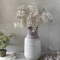 Gypsophilas Stem