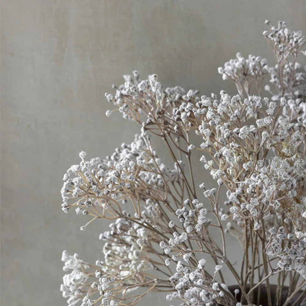 Gypsophilas Stem