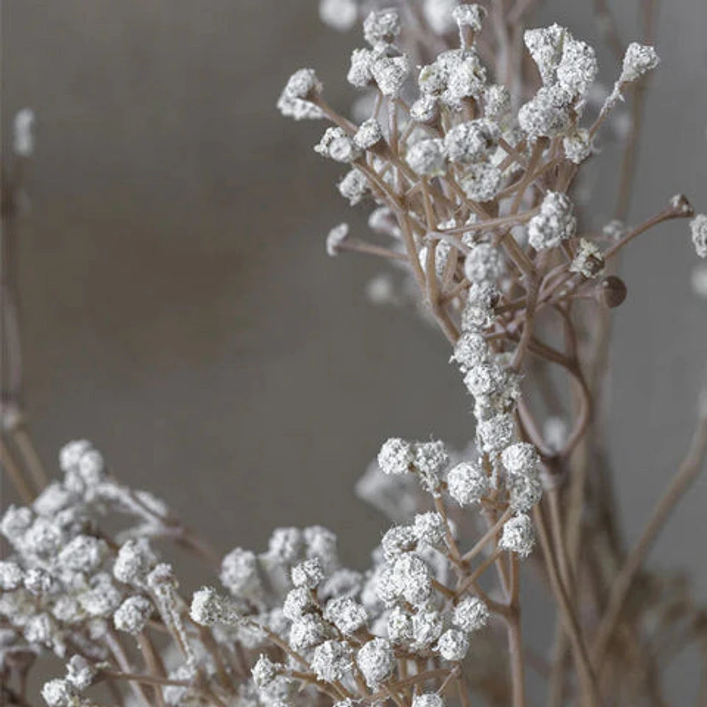 Gypsophilas Stem