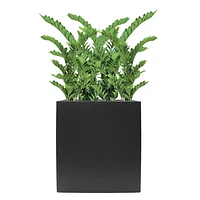 Zamiifolia Plant Potted in Trough Fiberclay Planter Tall, Black, 72in