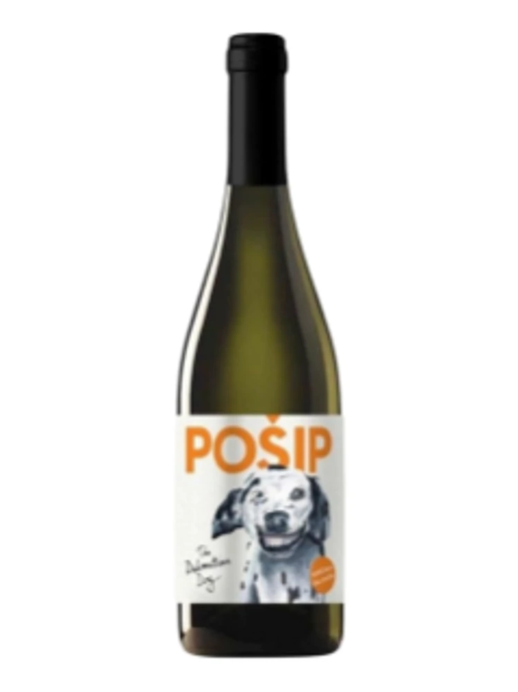 Dalmatian Dog Posip 2019