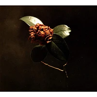 Young Sick Camellia