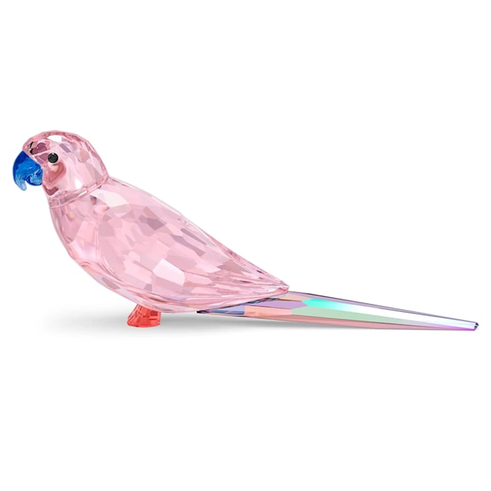 Jungle Beats Pink Parakeet Cha Cha by SWAROVSKI