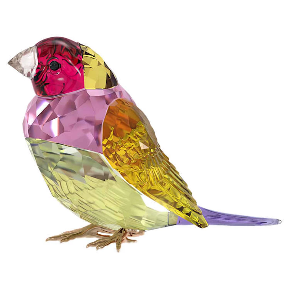 Idyllia SCS Gouldian Finch