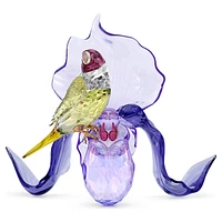 Idyllia Gouldian Finch and Orchid by SWAROVSKI