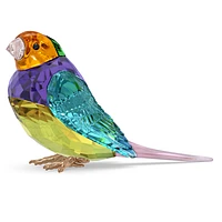 Idyllia SCS Gouldian Finch, Small by SWAROVSKI