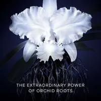 Orchidée Impériale - The Cream